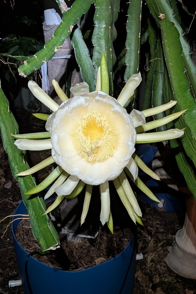 Night Flower